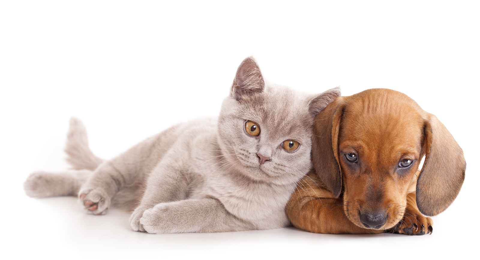 British kitten rare color (lilac) and puppy red dachshund