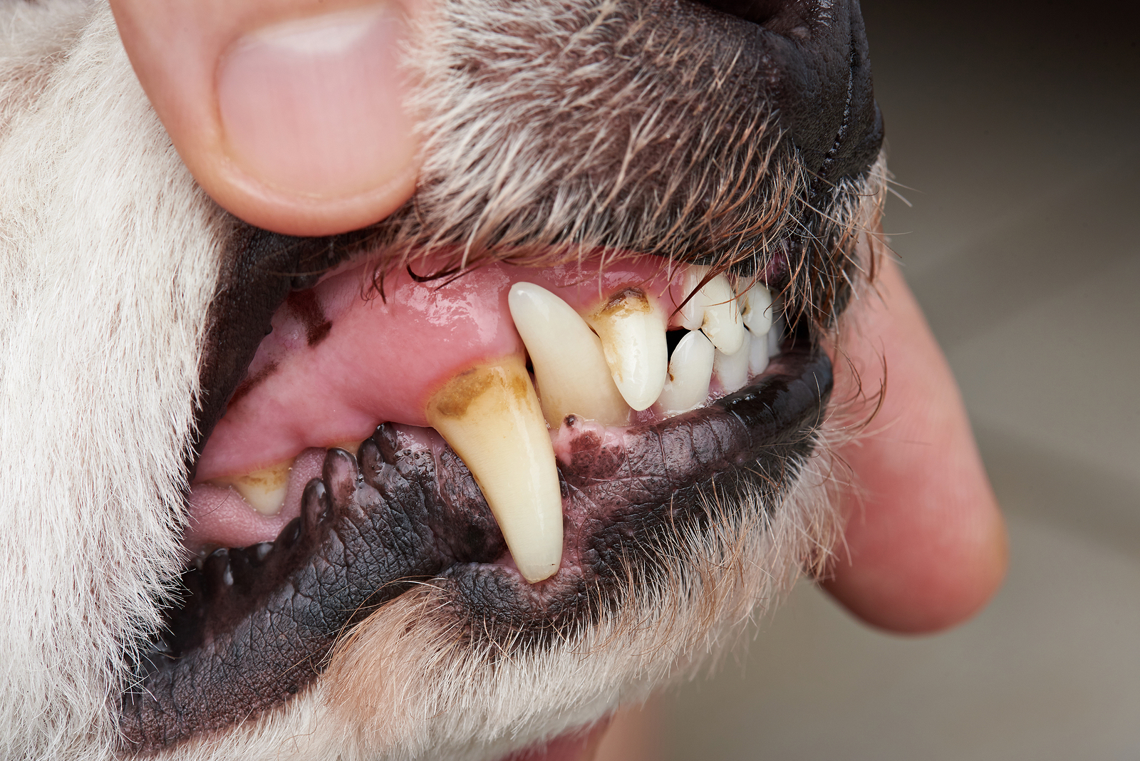 Cavity On Dog Teeth Close-up. Veterinary Dog Dental Clinic